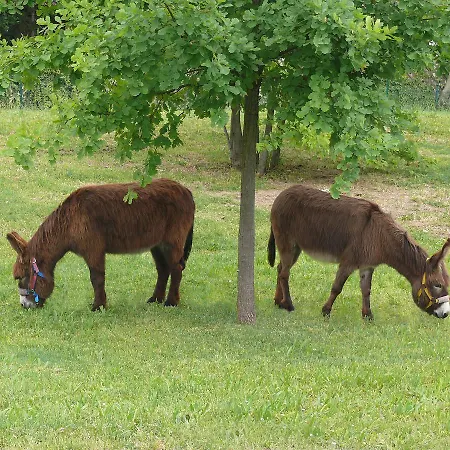 ホテル Del Rio Srl - Ristorante E Azienda Agricola Casinalbo