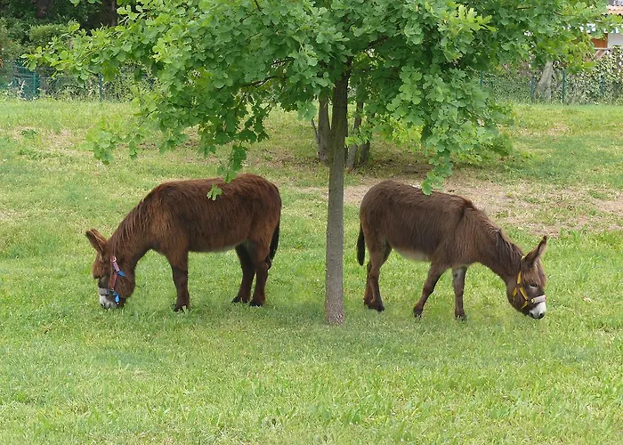 Hotel Del Rio Srl - Ristorante E Azienda Agricola Casinalbo